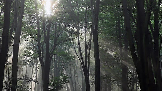 Sunburst morning light in forest
